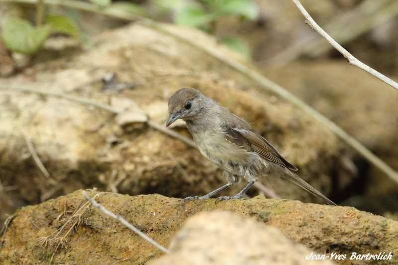 Fauvette à tête noire..jpg